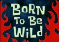 Born To Be Wild.jpg